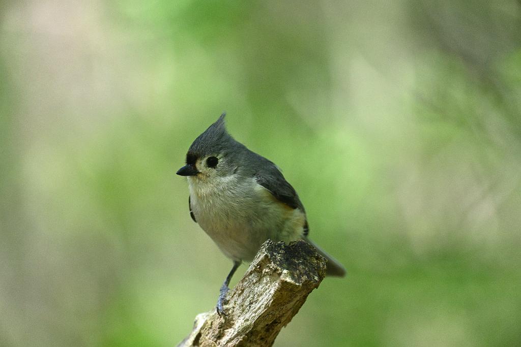 2025-05118043 Ipswitch River Wildlfe Sanctuary,  MA.JPG - Tufted Titmouse. Ipswitch River Wildlife Sanctuary,MA, 5-11-2025